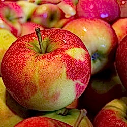 Gökhan İpek Organik