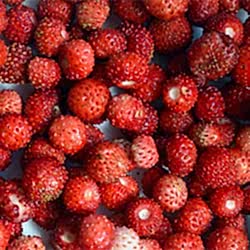 Organik Dağ Çileği  KG 