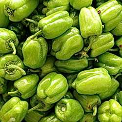 Organik Dolmalık Biber  KG 