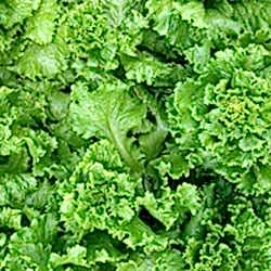 Organik Kıvırcık  ADET 