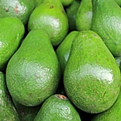 Organik Avokado  KG 