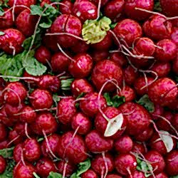 Organik Kırmızı Turp  KG 