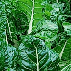 Organik Pazı  Demet 