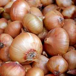 Organik Kuru Soğan  KG 